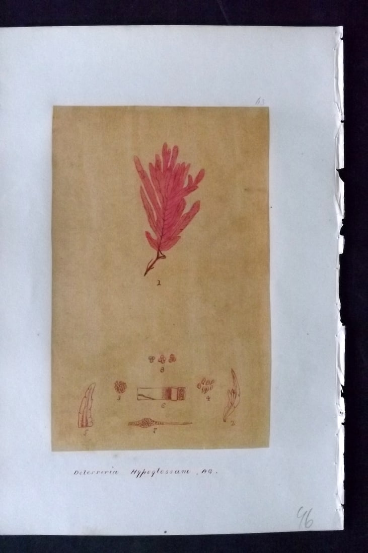 Original Art C1875 Seaweed. Delesseria Hypoglossum 63: Pen, Ink and/or Watercolour Made in C1875, England for a privately created work on British Seaweeds by an unknown but Gifted Artist. Each drawing with accompanying descriptive manuscript plate, also f