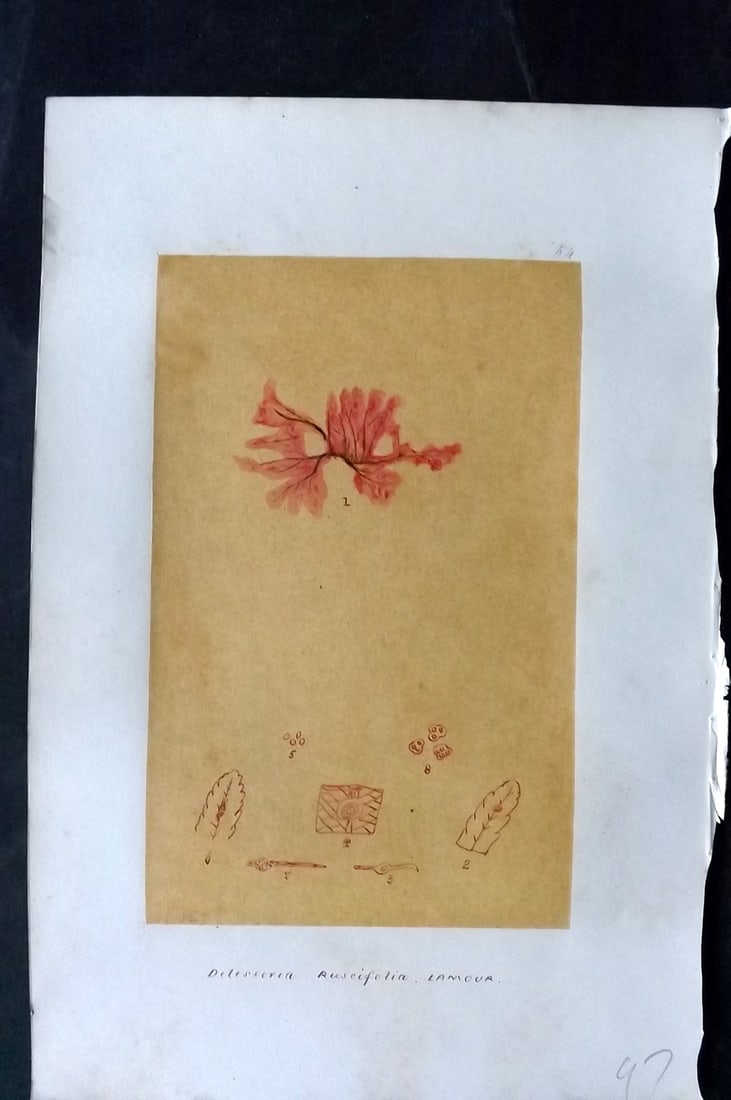 Original Art C1875 Seaweed. Delesseria Ruscifulia 64: Pen, Ink and/or Watercolour Made in C1875, England for a privately created work on British Seaweeds by an unknown but Gifted Artist. Each drawing with accompanying descriptive manuscript plate, also f