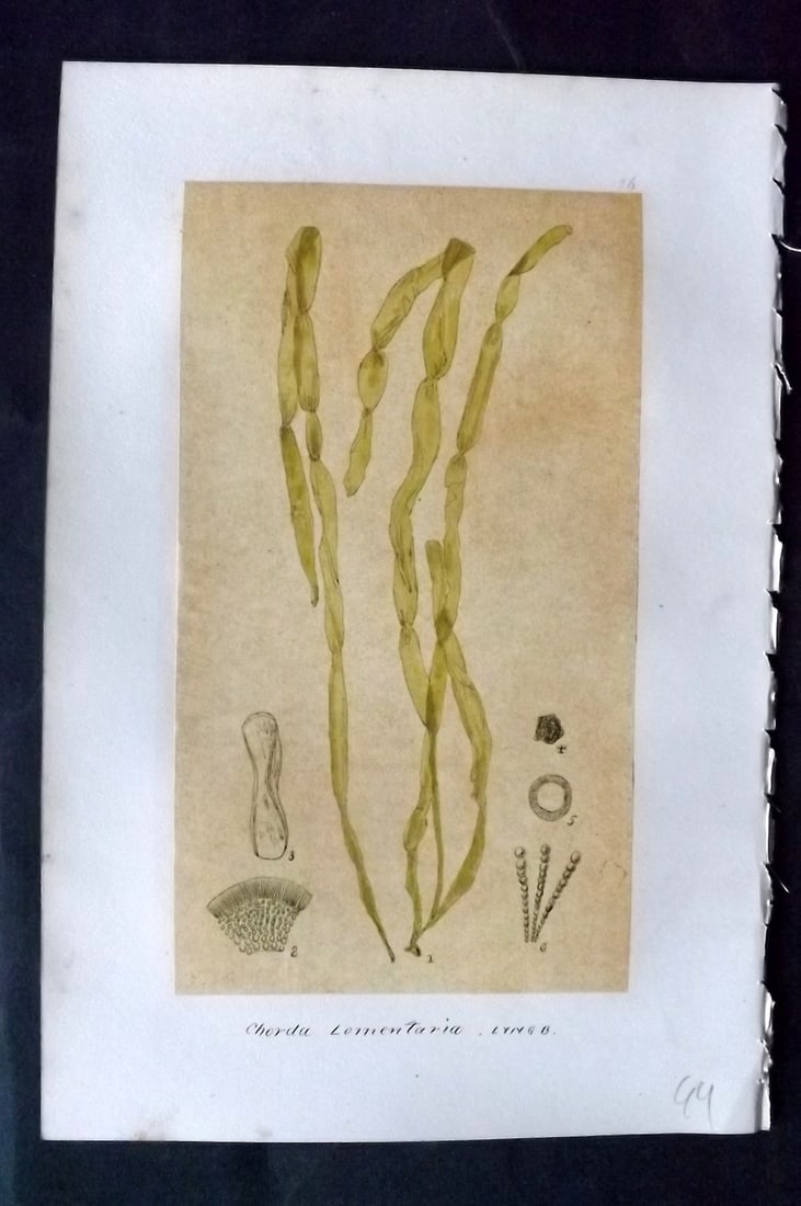 Original Art C1875 Seaweed. Chorda Lomentaria 26: Pen, Ink and/or Watercolour Made in C1875, England for a privately created work on British Seaweeds by an unknown but Gifted Artist. Each drawing with accompanying descriptive manuscript plate, also f