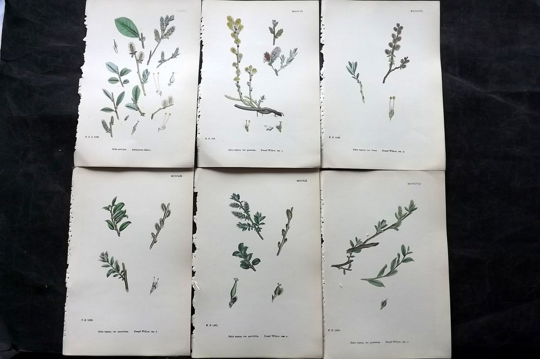 Sowerby, James 1873 Lot of 6 Hand Colored Botanical Prints: Hand Colored Lithographs Published 1863-86, London for "English Botany" by John & James Sowerby. Paper Size: 10 x 6.5 inch (25 x 17cm) Good Condition