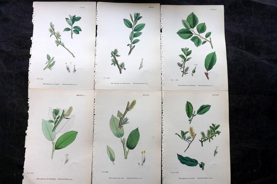 Sowerby, James 1873 Lot of 6 Hand Colored Botanical Prints: Hand Colored Lithographs Published 1863-86, London for "English Botany" by John & James Sowerby. Paper Size: 10 x 6.5 inch (25 x 17cm) Good Condition