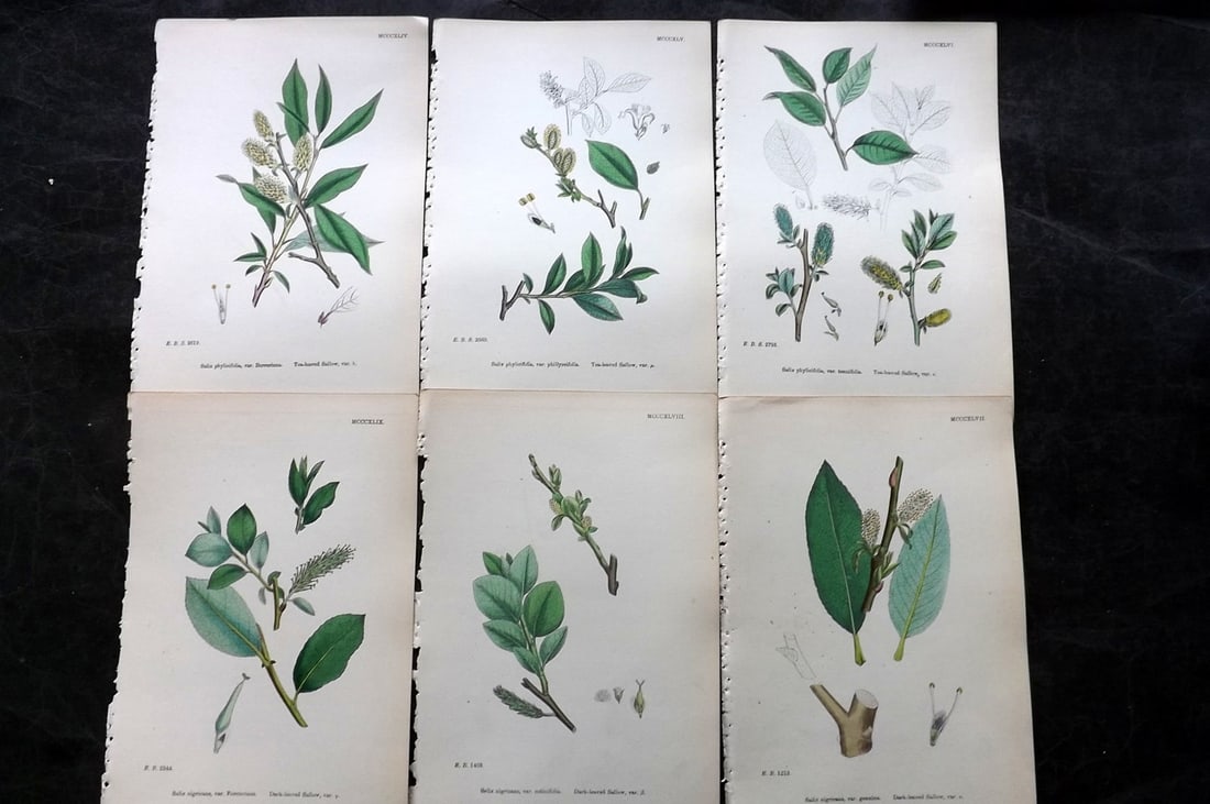 Sowerby, James 1873 Lot of 6 Hand Colored Botanical Prints: Hand Colored Lithographs Published 1863-86, London for "English Botany" by John & James Sowerby. Paper Size: 10 x 6.5 inch (25 x 17cm) Good Condition