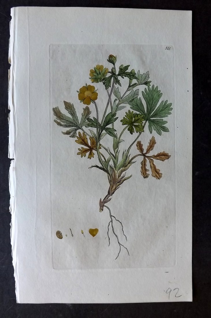 Sowerby, James C1800 Hand Col Botanical Print. Golden Cinquefoil 561: Hand Colored Copper Plate Published London, 1790-1814 for "English Botany; or, Coloured Figures of British Plants..." First Edition by James Sowerby. With accompanying descriptive text. Paper Size: 9 