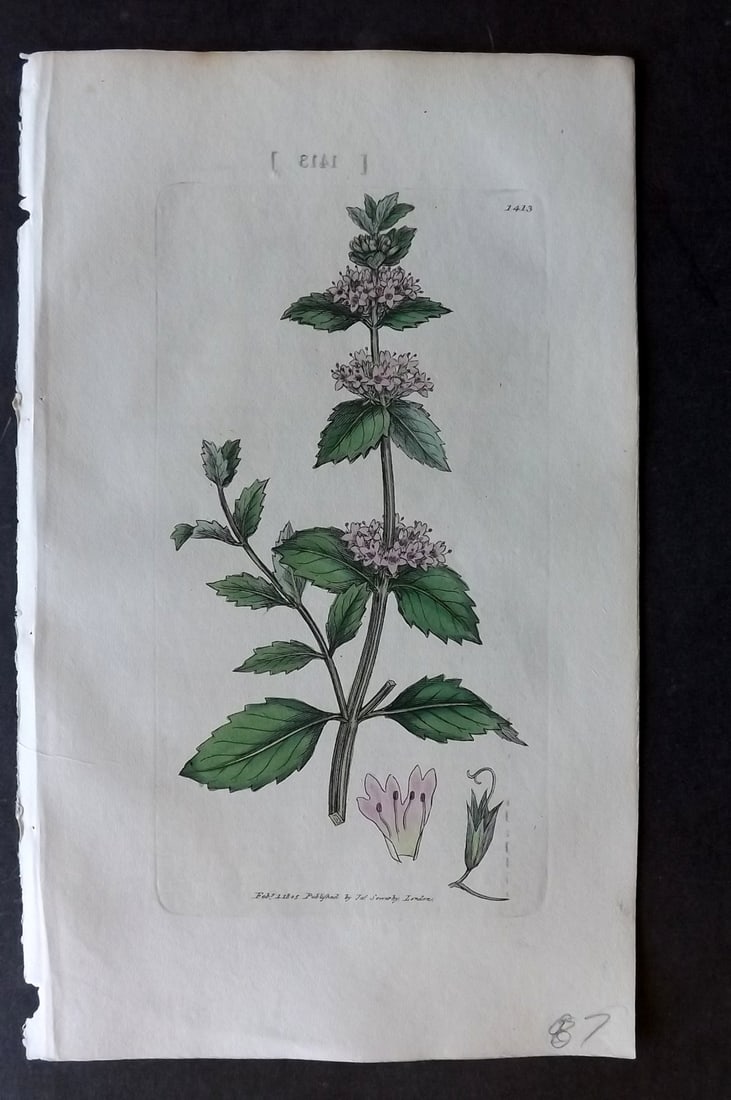 Sowerby, James C1800 Hand Col Botanical Print. Tall Red Mint 1413: Hand Colored Copper Plate Published London, 1790-1814 for "English Botany; or, Coloured Figures of British Plants..." First Edition by James Sowerby. With accompanying descriptive text. Paper Size: 9 