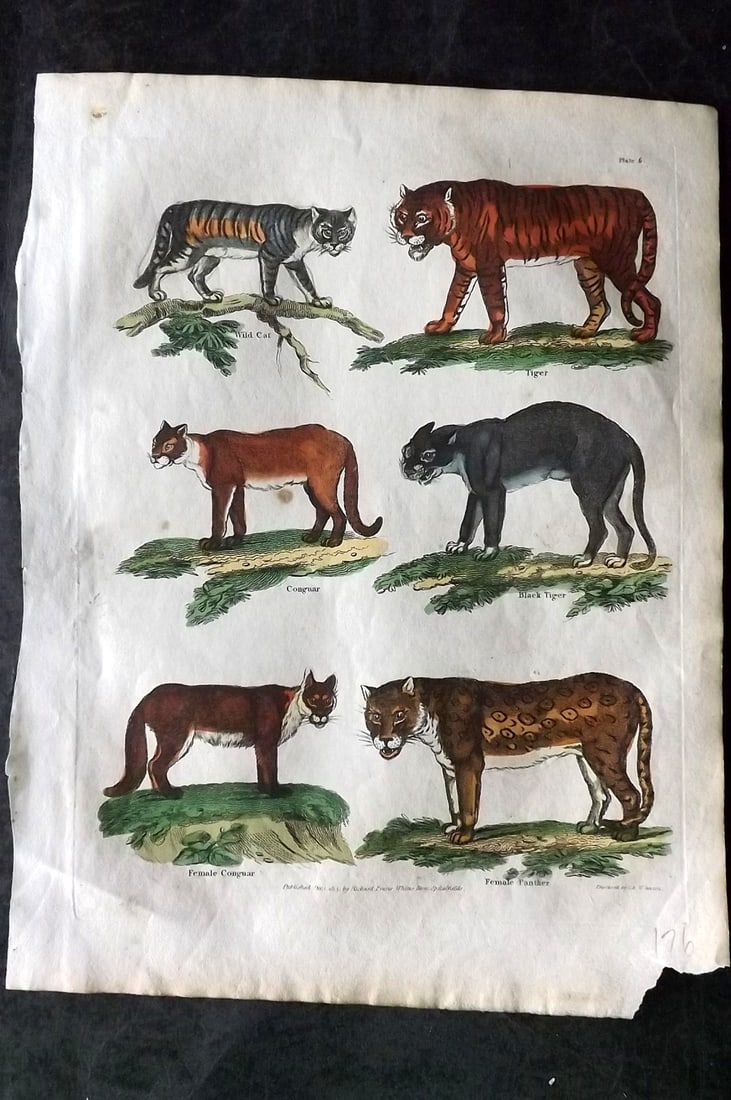 Buffon & Smellie 1817 Hand Colored Print. Tiger, Wild Cat, Panther, Cougar (1 of 1)