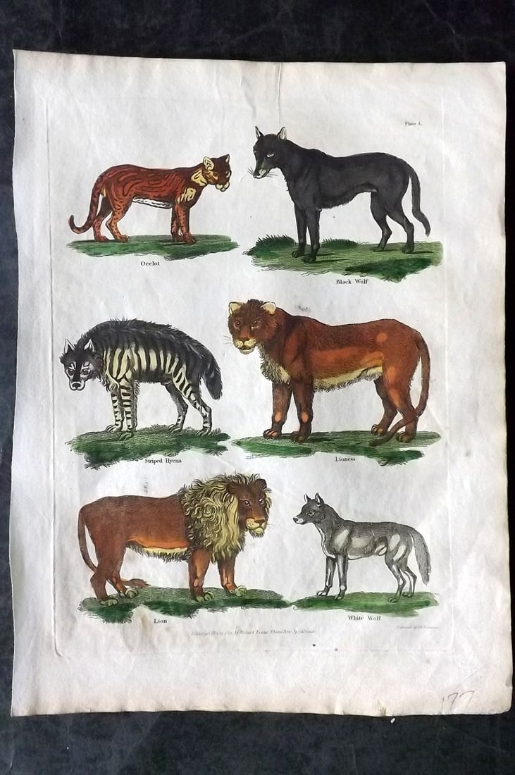 Buffon & Smellie 1817 Hand Colored Print. Lion, Lioness, Hyena, Wolf, Ocelot (1 of 1)