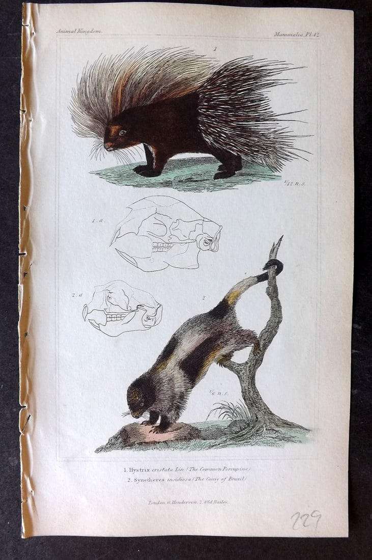 Cuvier, Baron 1837 Hand Col Print. Common & Brazilian Porcupine: Hand Colored Etching/Engraving Published 1834-37, London for "The Animal Kingdom" by the Baron Georges Cuvier. Paper Size: 8 x 5 inch (21 x 13cm) Good Condition