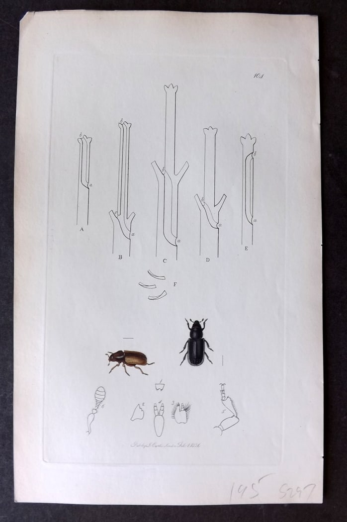 Curtis C1830 Hand Col Insect Botanical Print. Hylurgus Piniperda 104: Hand Colored Etching Published 1823-39, London for "British Entomology: Being Illustrations and Descriptions of the Genera of Insects found in Great Britain and Ireland" First Edition by John Curtis. 