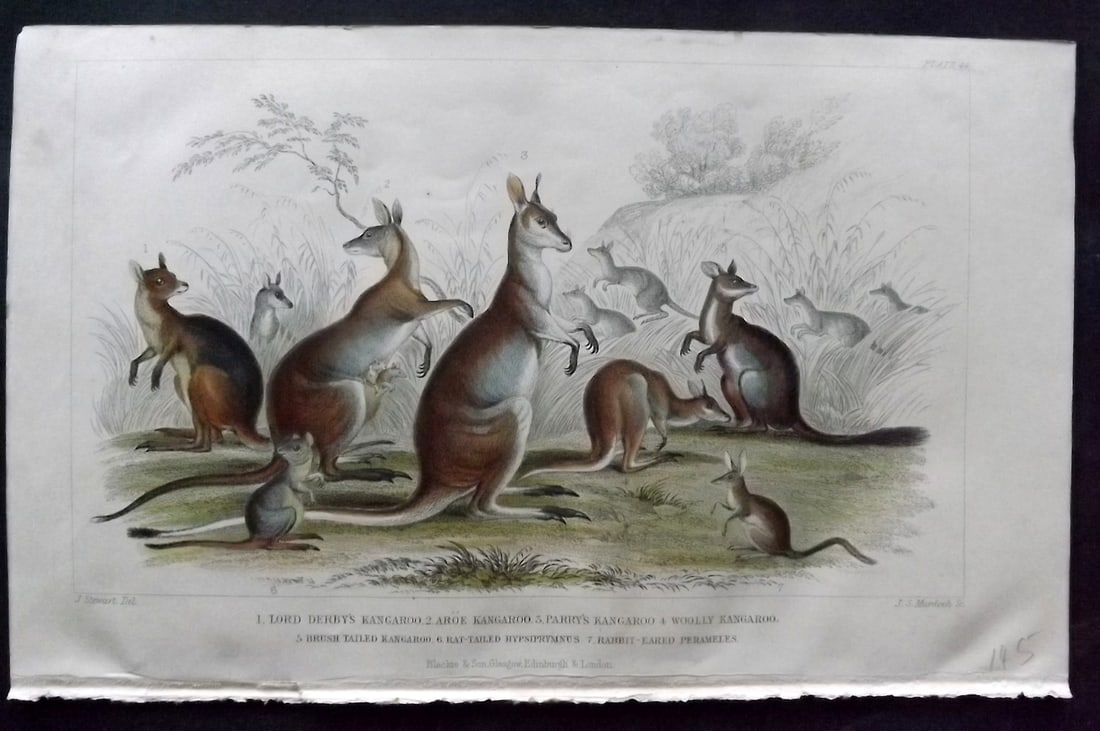 Goldsmith, Oliver 1852 Hand Col Print. Kangaroos Australia: Hand Colored Steel Engraving Published 1852 by Blackie & Son, London for "A History of the Earth and Animated Nature" by Oliver Goldsmith. Paper Size: 9.5 x 6 inch (24 x 16cm) Good Condition