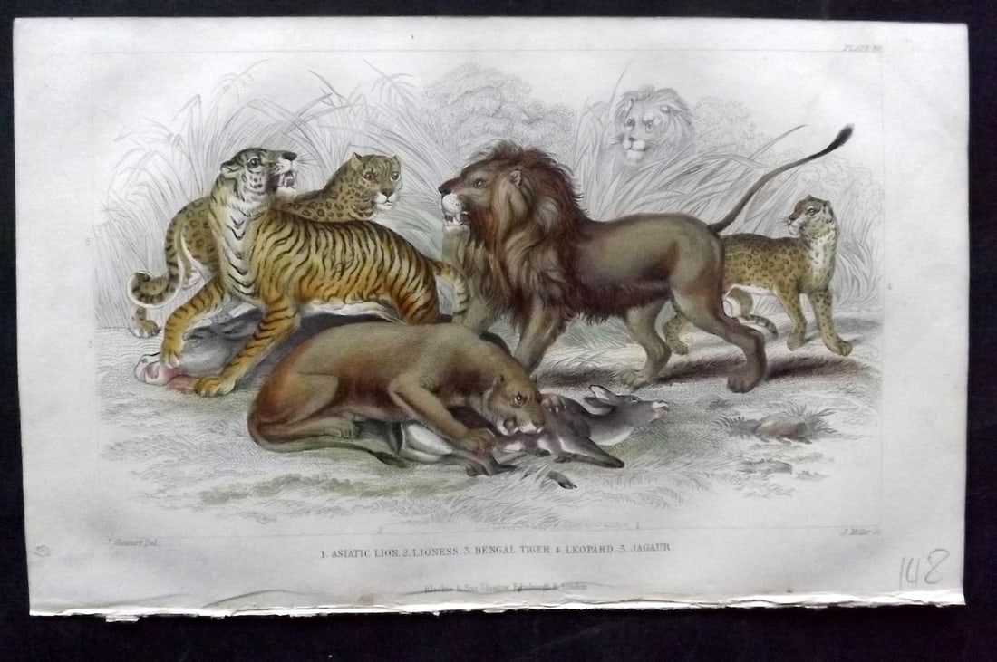 Goldsmith, Oliver 1852 Hand Col Print. Lion, Tiger, Leopard (1 of 1)