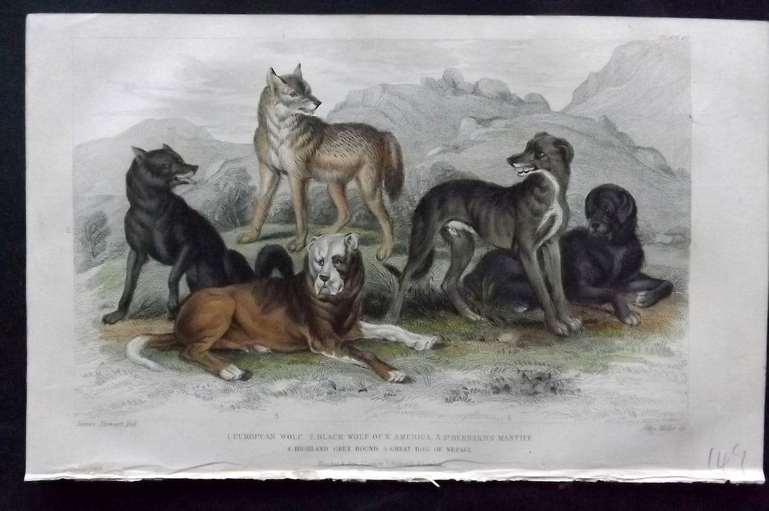 Goldsmith, Oliver 1852 Hand Col Print. Wolves, St. Bernard, Greyhound, Nepal Dog (1 of 1)