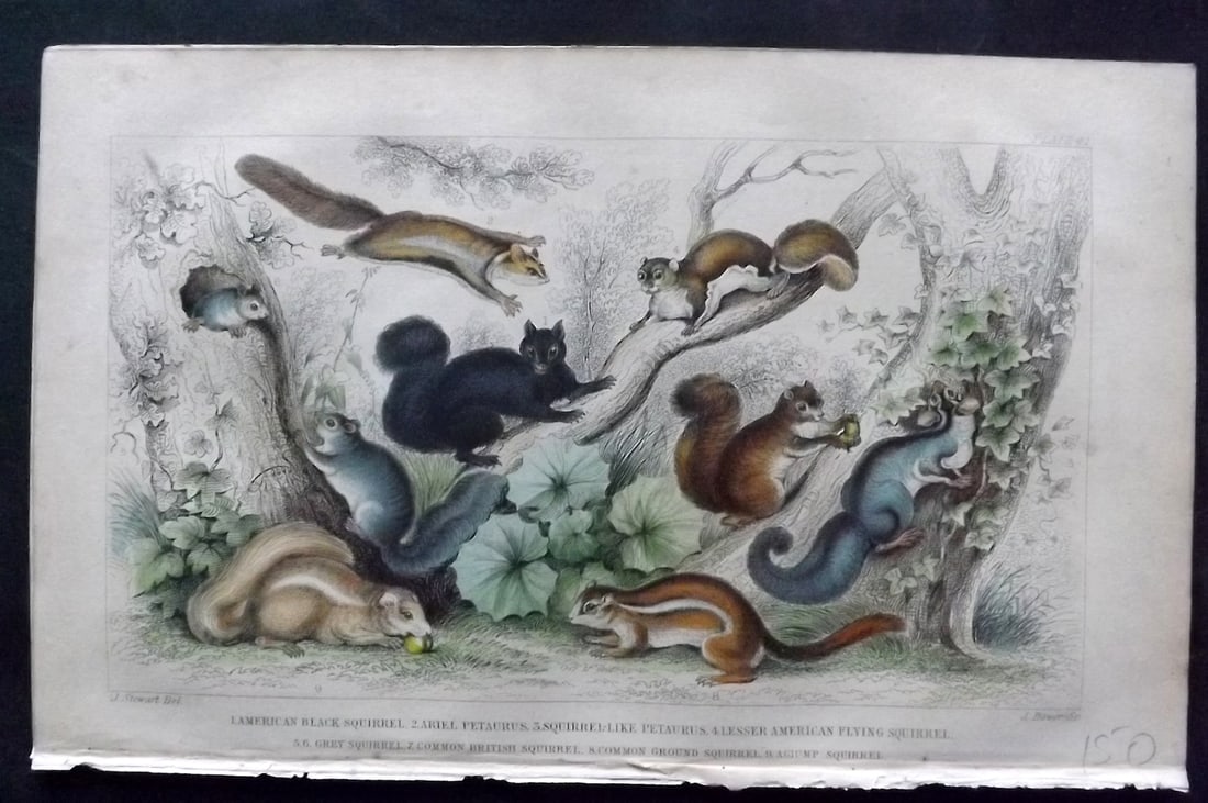 Goldsmith, Oliver 1852 Hand Col Print. Squirrels (1 of 1)