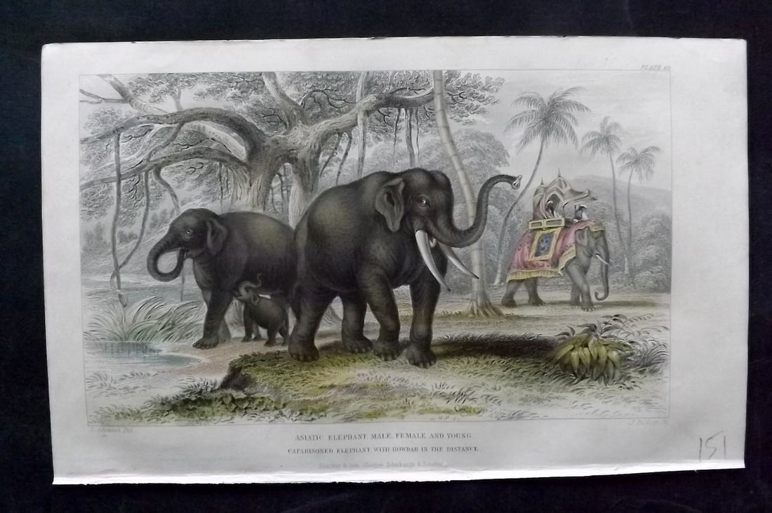 Goldsmith, Oliver 1852 Hand Col Print. Asiatic Elephant: Hand Colored Steel Engraving Published 1852 by Blackie & Son, London for "A History of the Earth and Animated Nature" by Oliver Goldsmith. Paper Size: 9.5 x 6 inch (24 x 16cm) Good Condition