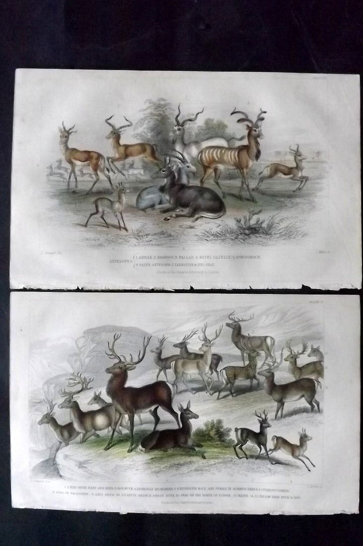 Goldsmith, Oliver 1852 Pair of Hand Col Prints. Deer & Antelops: Hand Colored Steel Engraving Published 1852 by Blackie & Son, London for "A History of the Earth and Animated Nature" by Oliver Goldsmith. Paper Size: 9.5 x 6 inch (24 x 16cm) Good Condition