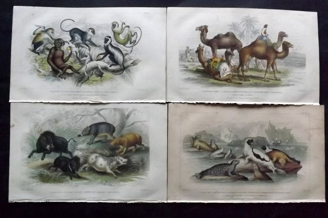 Goldsmith, Oliver 1852 Lot of 4 Hand Col Animal Prints: Hand Colored Steel Engraving Published 1852 by Blackie & Son, London for "A History of the Earth and Animated Nature" by Oliver Goldsmith. Paper Size: 9.5 x 6 inch (24 x 16cm) A couple with minor toni