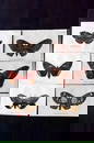 Lloyds's 1897 Lot of 6 Antique Moth Prints