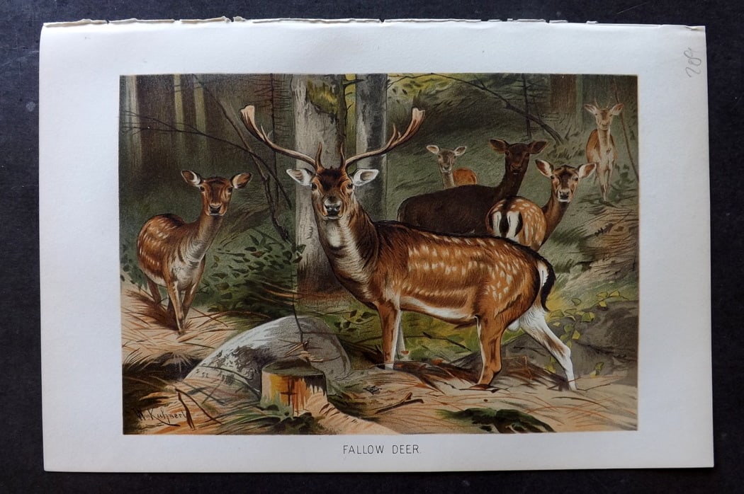 Lydekker, Richard 1896 Antique Print. Fallow Deer: Chromolithograph Published 1894-96, London for "The Royal Natural History" by Richard Lydekker. Illustrated by Smit, Keulemans, Wolf and others. Paper Size: 10 x 6.5 inch (25 x 16.5cm) Good Condition