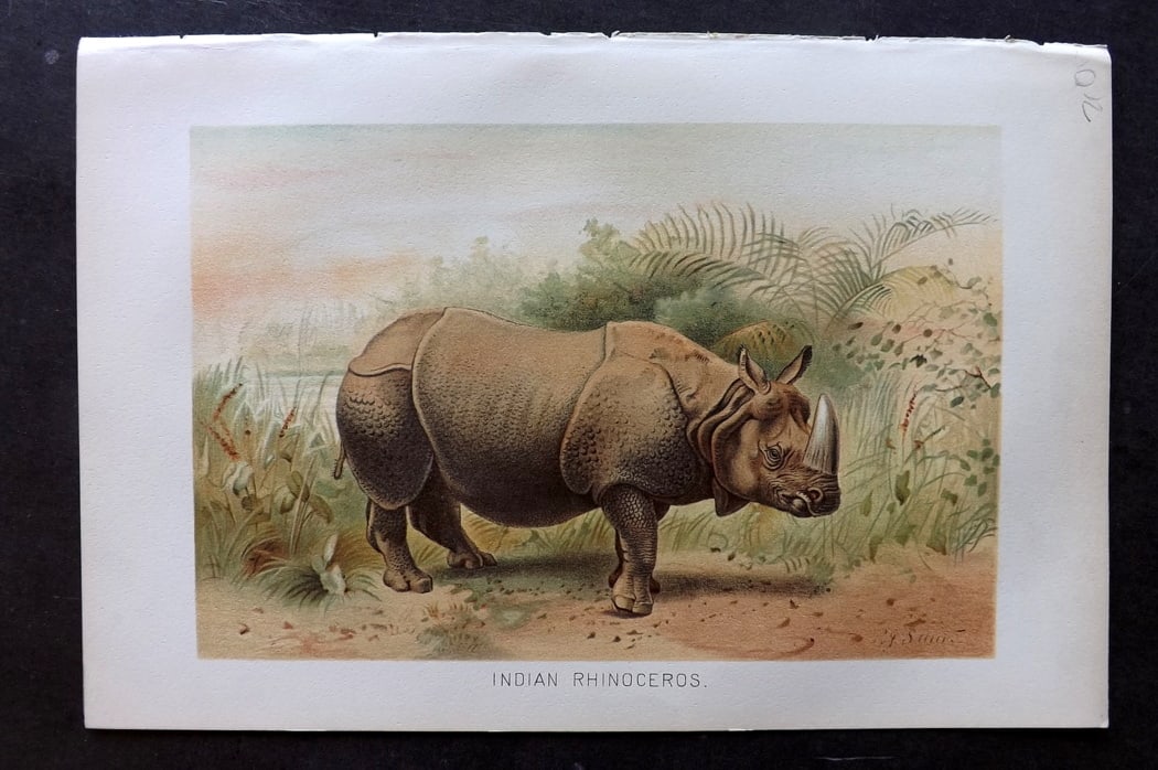 Lydekker, Richard 1896 Antique Print. Indian Rhinoceros: Chromolithograph Published 1894-96, London for "The Royal Natural History" by Richard Lydekker. Illustrated by Smit, Keulemans, Wolf and others. Paper Size: 10 x 6.5 inch (25 x 16.5cm) Good Condition