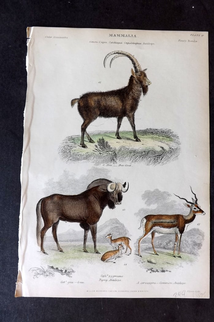 Richardson 1862 Hand Col Print. Ibex, Gnu, Pigmy Antelope, Antelope 19: Hand Colored Steel Engraving/Etching Published 1859-62 by William Mackenzie, Edinburgh & London for "The Museum of Natural History" by John Richardson. Paper Size: 10.5 x 7 inch (27 x 18cm) Good Condi