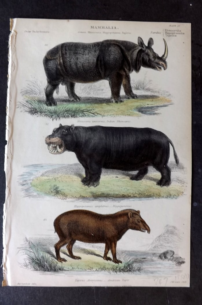Richardson 1862 HCol Print. Hippopotamus, Indian Rhinoceros, American Tapir 25 (1 of 1)
