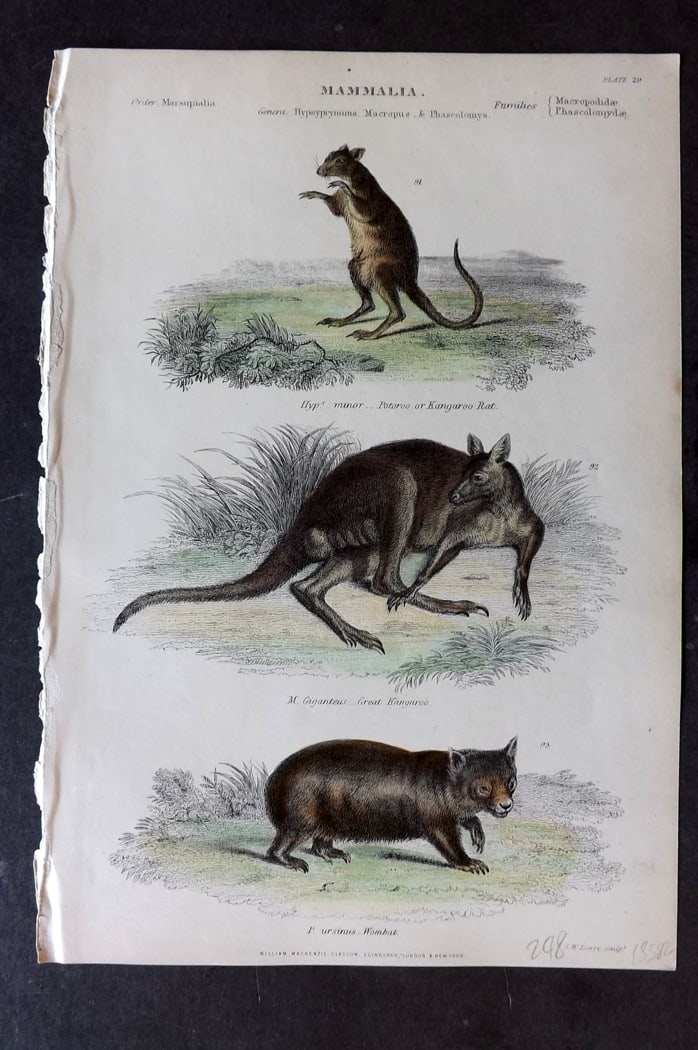 Richardson 1862 Hand Col Print. Kangaroo Rat, Kangaroo, Wombat Australia 29 (1 of 1)