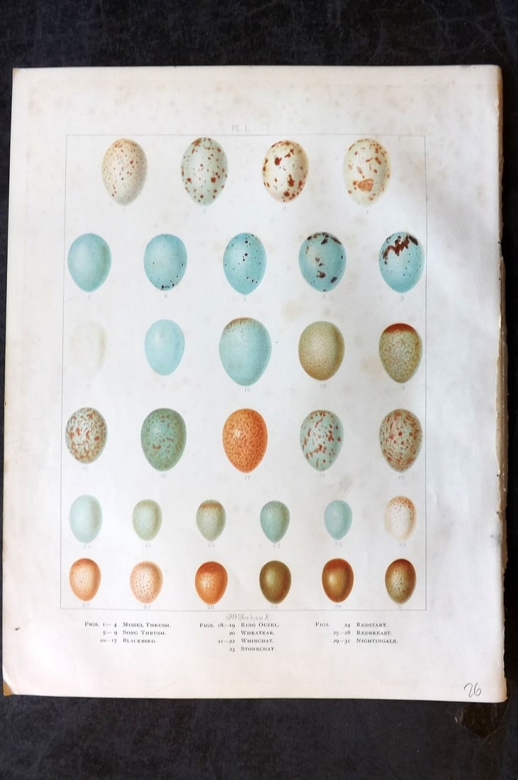 Frohawk, Frederick 1898 Folio Bird Egg Print. Thrush, Ouzel, Blackbird, Stonechat, Robin 01 (1 of 1)