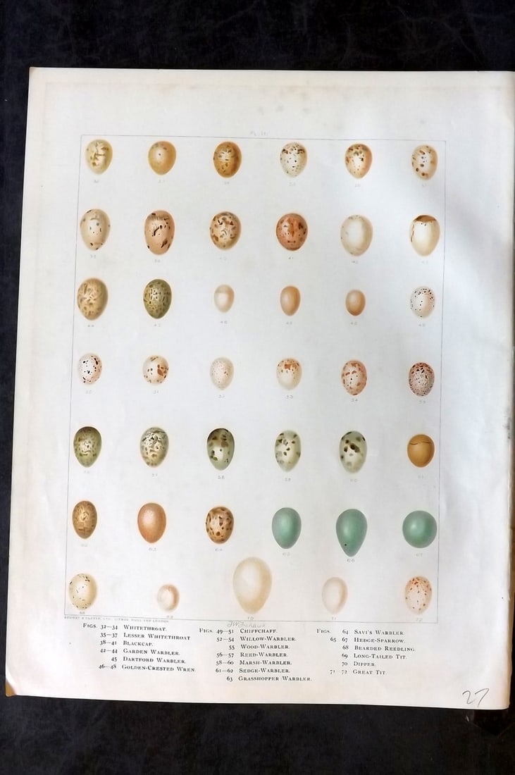 Frohawk, Frederick 1898 Folio Bird Egg Print. Whitethroat, Blackcap, Warblers, Tit 02: Chromolithograph Published 1896-98, London for "British Birds with their Nests and Eggs" by Arthur G. Butler. Illustrated by Frederick William Frohawk. Paper Size: 12 x 9.5 inch (30 x 24cm) Minor toni
