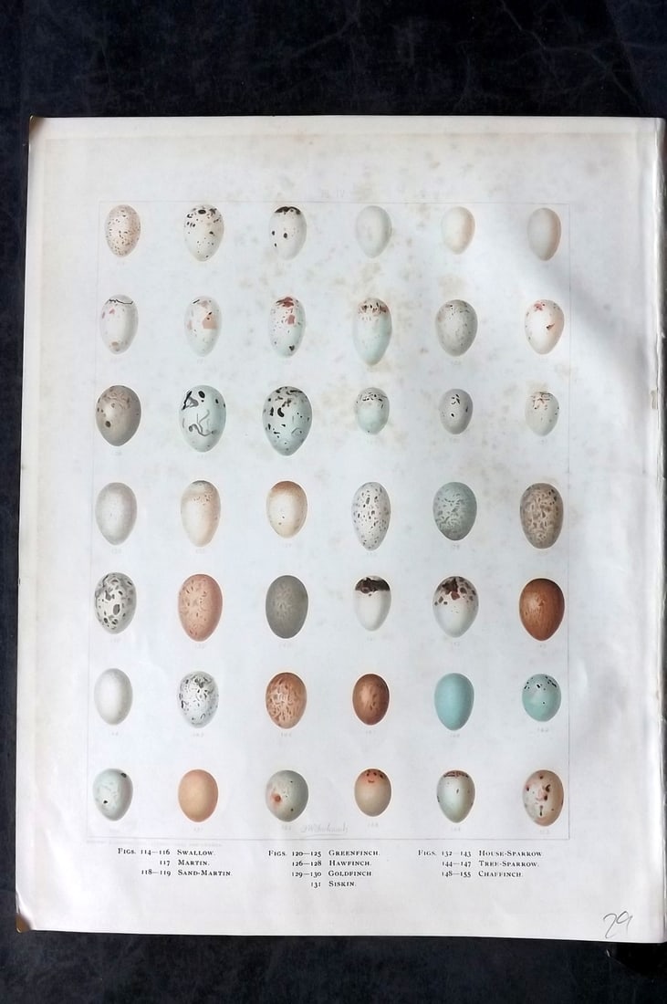 Frohawk, Frederick 1898 Folio Bird Egg Print. Swallow, Martin, Goldfinch, Sparrow, Chaffinch 04: Chromolithograph Published 1896-98, London for "British Birds with their Nests and Eggs" by Arthur G. Butler. Illustrated by Frederick William Frohawk. Paper Size: 12 x 9.5 inch (30 x 24cm) Some tonin
