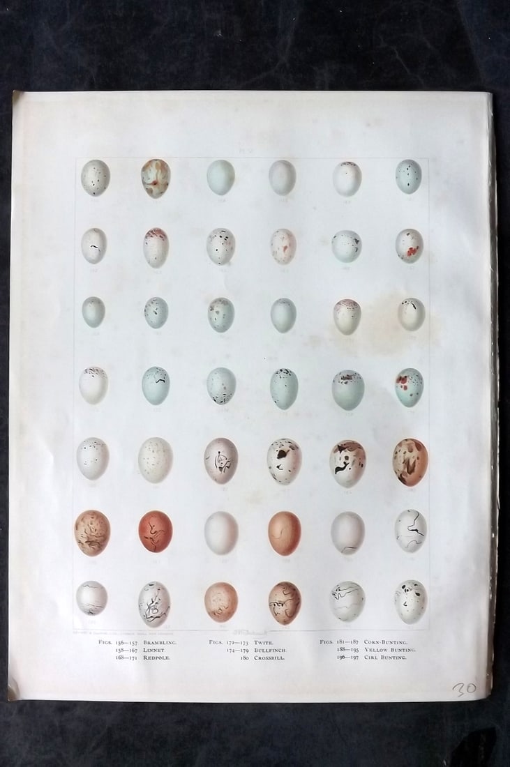 Frohawk, Frederick 1898 Folio Bird Egg Print. Brambling, Linnet, Bunting, Redpole, Crossbill 05: Chromolithograph Published 1896-98, London for "British Birds with their Nests and Eggs" by Arthur G. Butler. Illustrated by Frederick William Frohawk. Paper Size: 12 x 9.5 inch (30 x 24cm) Minor toni