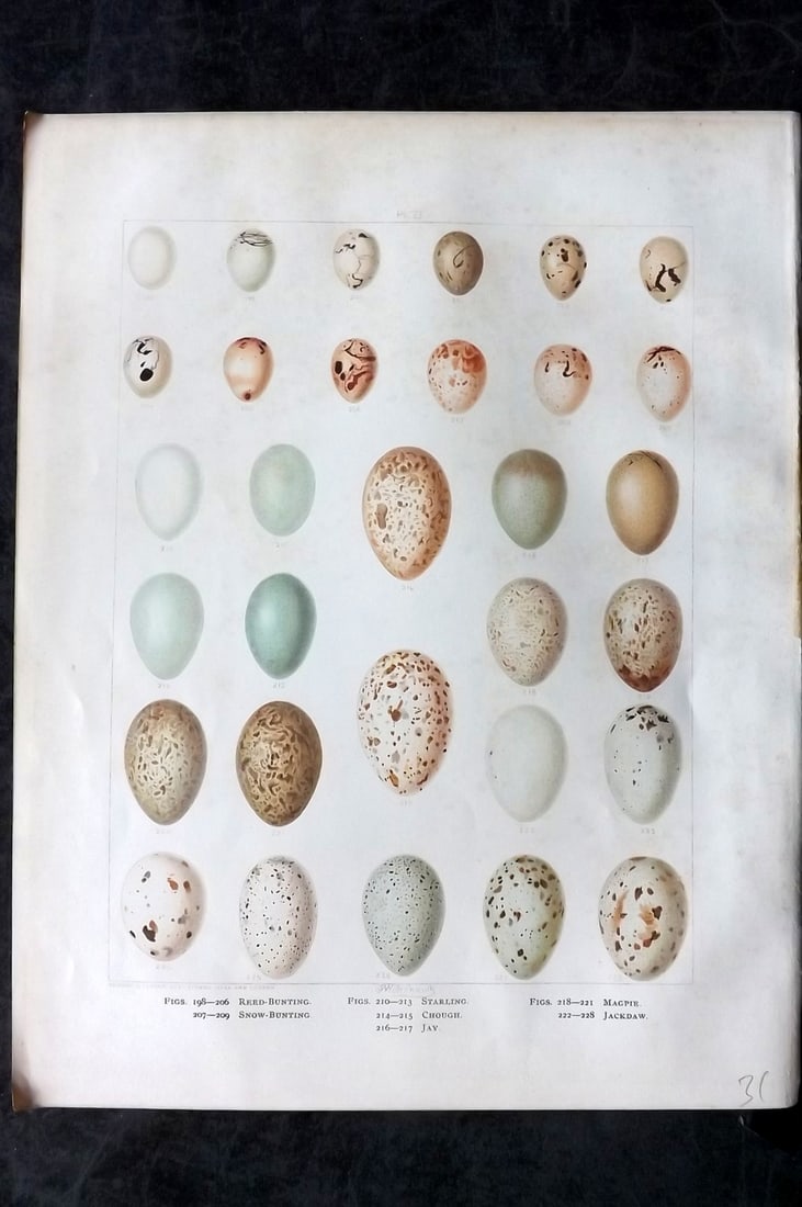 Frohawk, Frederick 1898 Folio Bird Egg Print. Bunting, Starling, Magpie, Jackdaw, Jay 06: Chromolithograph Published 1896-98, London for "British Birds with their Nests and Eggs" by Arthur G. Butler. Illustrated by Frederick William Frohawk. Paper Size: 12 x 9.5 inch (30 x 24cm) Minor toni