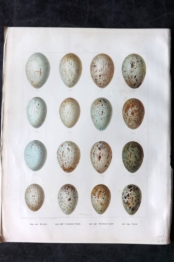 Frohawk, Frederick 1898 Folio Bird Egg Print. Raven, Carrion & Hooded Crow, Rook 07 (1 of 1)