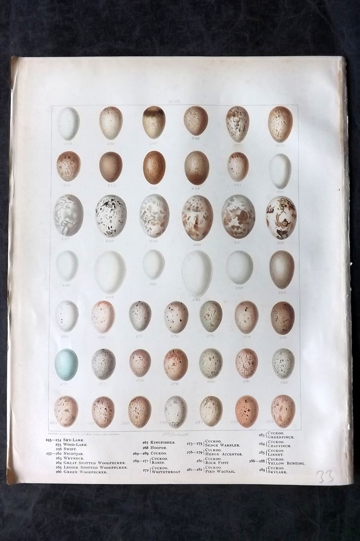 Frohawk, Frederick 1898 Folio Bird Egg Print. Lark, Woodpecker, Kingfisher, Cuckoo, Wagtail 08: Chromolithograph Published 1896-98, London for "British Birds with their Nests and Eggs" by Arthur G. Butler. Illustrated by Frederick William Frohawk. Paper Size: 12 x 9.5 inch (30 x 24cm) Very minor