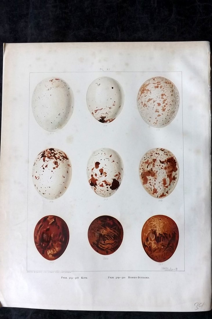Frohawk, Frederick 1898 Folio Bird Egg Print. Kite, Honey Buzzard 11: Chromolithograph Published 1896-98, London for "British Birds with their Nests and Eggs" by Arthur G. Butler. Illustrated by Frederick William Frohawk. Paper Size: 12 x 9.5 inch (30 x 24cm) Minor toni