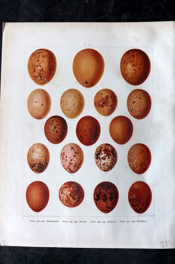 Frohawk, Frederick 1898 Folio Bird Egg Print. Peregrine Falcon, Hobby, Merlin, Kestrel 12: Chromolithograph Published 1896-98, London for "British Birds with their Nests and Eggs" by Arthur G. Butler. Illustrated by Frederick William Frohawk. Paper Size: 12 x 9.5 inch (30 x 24cm) Minor toni