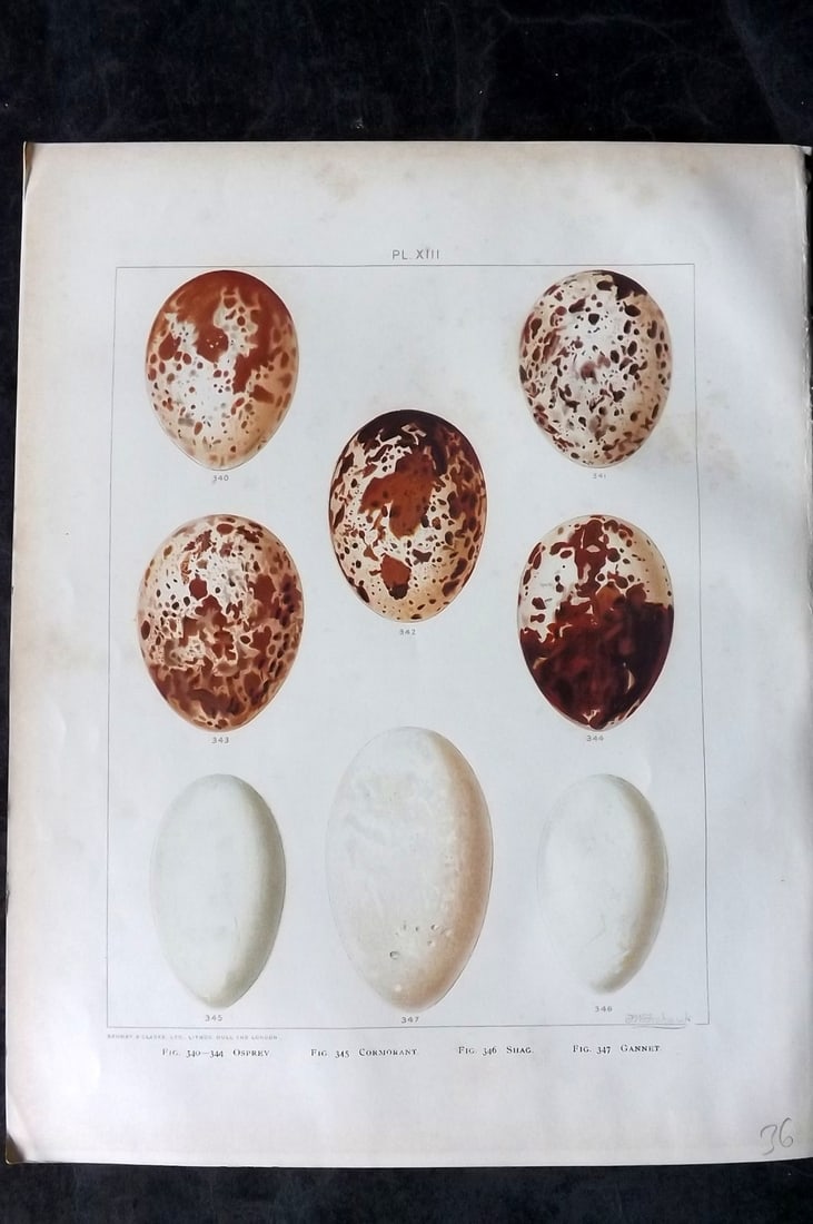 Frohawk, Frederick 1898 Folio Bird Egg Print. Osprey, Cormorant, Shag, Gannet 13 (1 of 1)