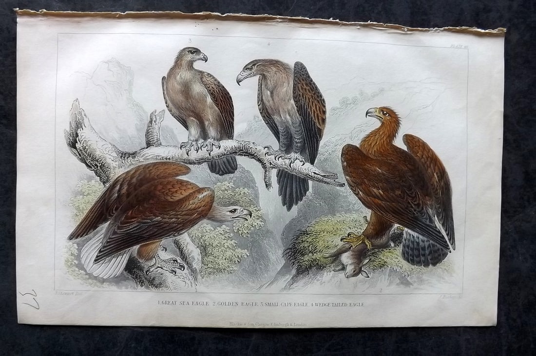 Goldsmith, Oliver 1852 Hand Col Bird Print. Eagles 49: Hand Colored Steel Engraving Published 1852 by Blackie & Son, London for "A History of the Earth and Animated Nature" by Oliver Goldsmith. Paper Size: 9.5 x 6 inch (24 x 16cm) Good Condition
