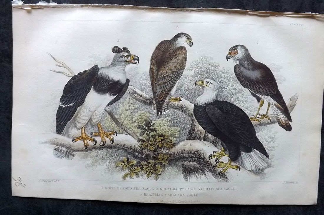 Goldsmith, Oliver 1852 Hand Col Bird Print. Eagles 50: Hand Colored Steel Engraving Published 1852 by Blackie & Son, London for "A History of the Earth and Animated Nature" by Oliver Goldsmith. Paper Size: 9.5 x 6 inch (24 x 16cm) Image very slightly off-