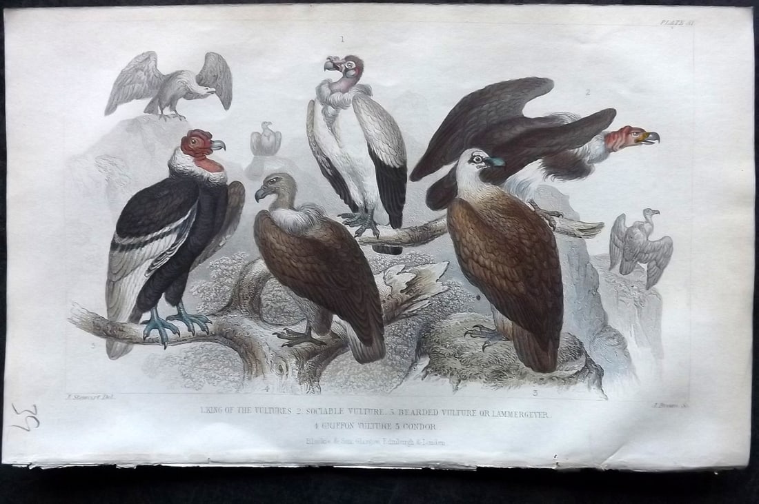 Goldsmith, Oliver 1852 Hand Col Bird Print. Vultures & Condor 51: Hand Colored Steel Engraving Published 1852 by Blackie & Son, London for "A History of the Earth and Animated Nature" by Oliver Goldsmith. Paper Size: 9.5 x 6 inch (24 x 16cm) Good Condition