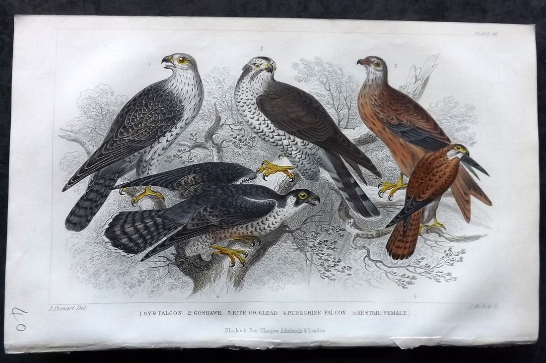 Goldsmith, Oliver 1852 Hand Col Bird Print. Falcon, Peregrine, Kestrel 52: Hand Colored Steel Engraving Published 1852 by Blackie & Son, London for "A History of the Earth and Animated Nature" by Oliver Goldsmith. Paper Size: 9.5 x 6 inch (24 x 16cm) Good Condition