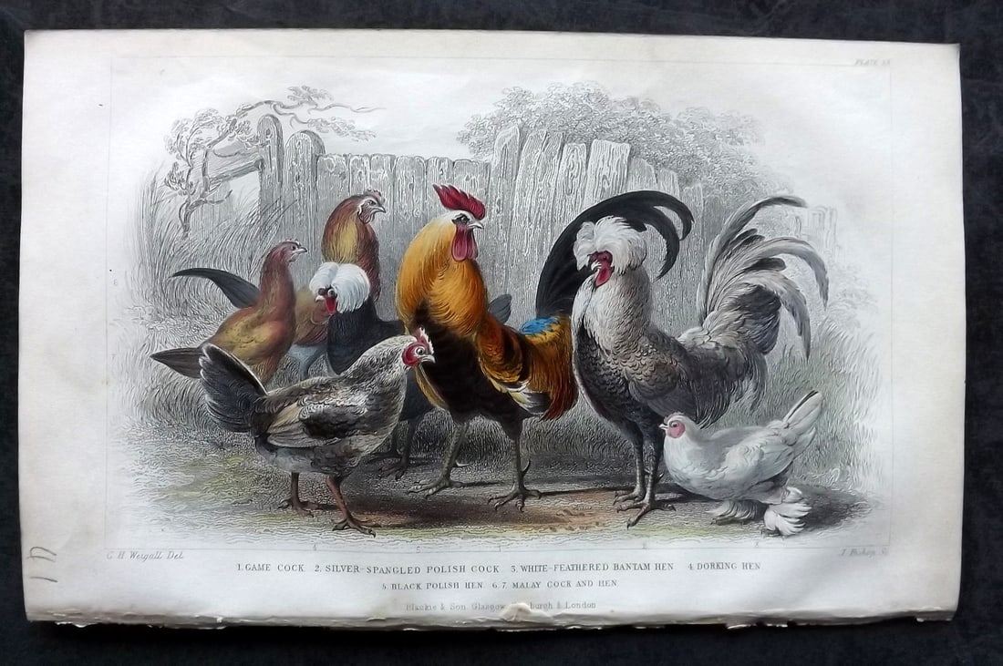 Goldsmith, Oliver 1852 Hand Col Bird Print. Poultry 53: Hand Colored Steel Engraving Published 1852 by Blackie & Son, London for "A History of the Earth and Animated Nature" by Oliver Goldsmith. Paper Size: 9.5 x 6 inch (24 x 16cm) Good Condition