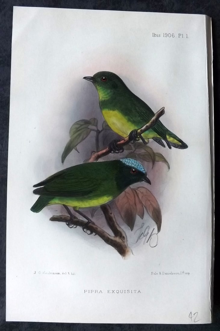 Ibis 1906 Hand Col Bird Print. Pipra Exquisita 01 by Keulemans (1 of 1)