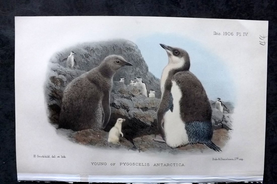 Ibis 1906 Hand Col Bird Print. Young of Pygoscelis Antarctica 04 by Goodchild (1 of 1)