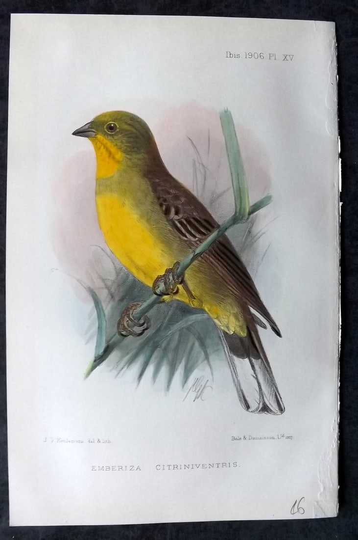 Ibis 1906 Hand Col Bird Print. Emberiza Citriniventris 15 by Keulemans (1 of 1)