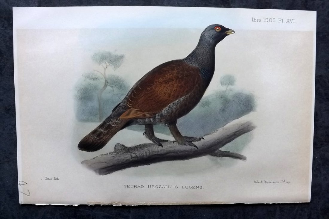 Ibis 1906 Hand Col Bird Print. Tetrao Urogallus Lugens 16 by Smit (1 of 1)