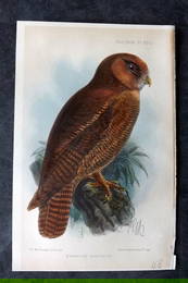 Ibis 1906 Hand Col Bird Print. Syrnium Bartelsi 17 Owl by Keulemans