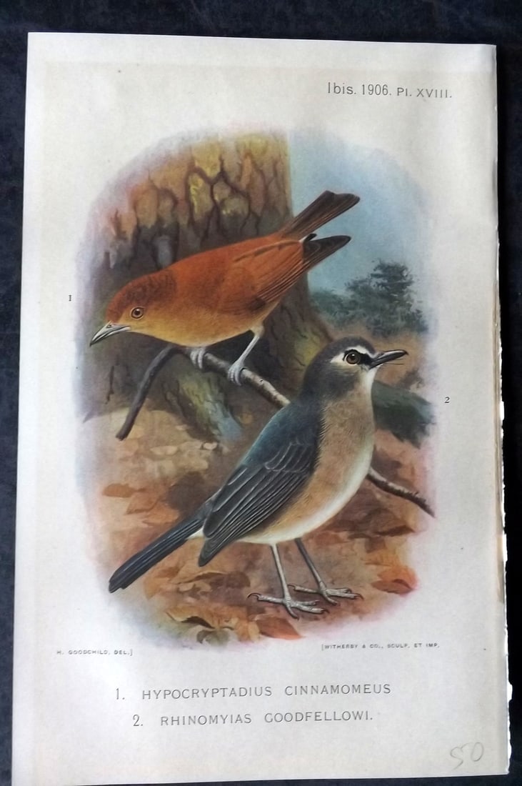 Ibis 1906 Antique Bird Print. Hypocryptadius Cinnamomeus & Rhinomyias Goodfellowi 18 by Goodchild (1 of 1)
