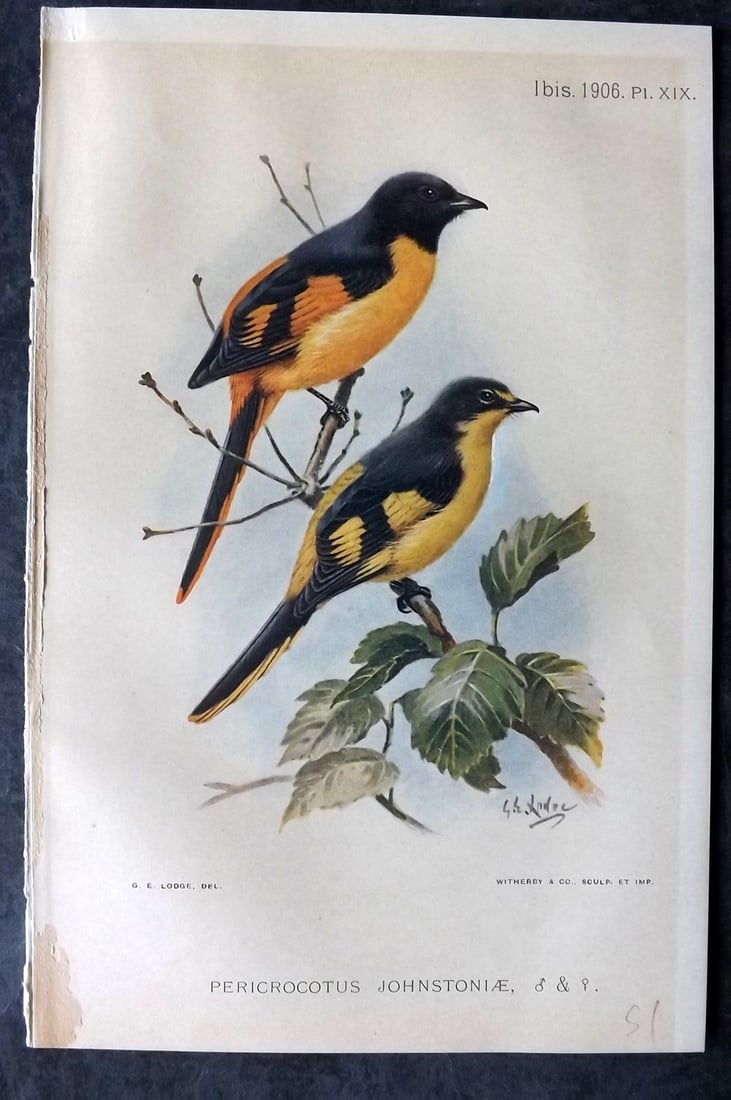 Ibis 1906 Antique Bird Print. Pericrocotus Johnstoniae 19 by Lodge (1 of 1)