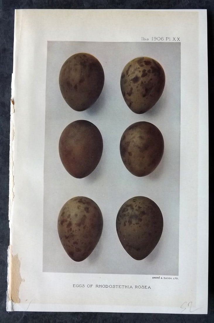 Ibis 1906 Antique Bird Print. Eggs of Rhodostethia Rosea 20 (1 of 1)