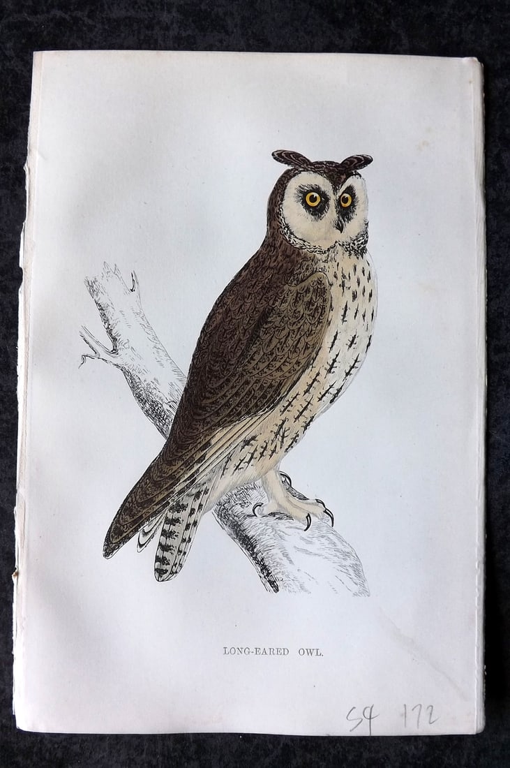 Morris, Francis 1867 Hand Col Bird Print. Long Eared Owl: Woodblocks Published 1863-7, London for "A History of British Birds" by the Rev. Francis Orpen Morris. Printed in colours and finished by hand. Paper Size: 7.5 x 5 inch (19 x 12cm) Good Condition