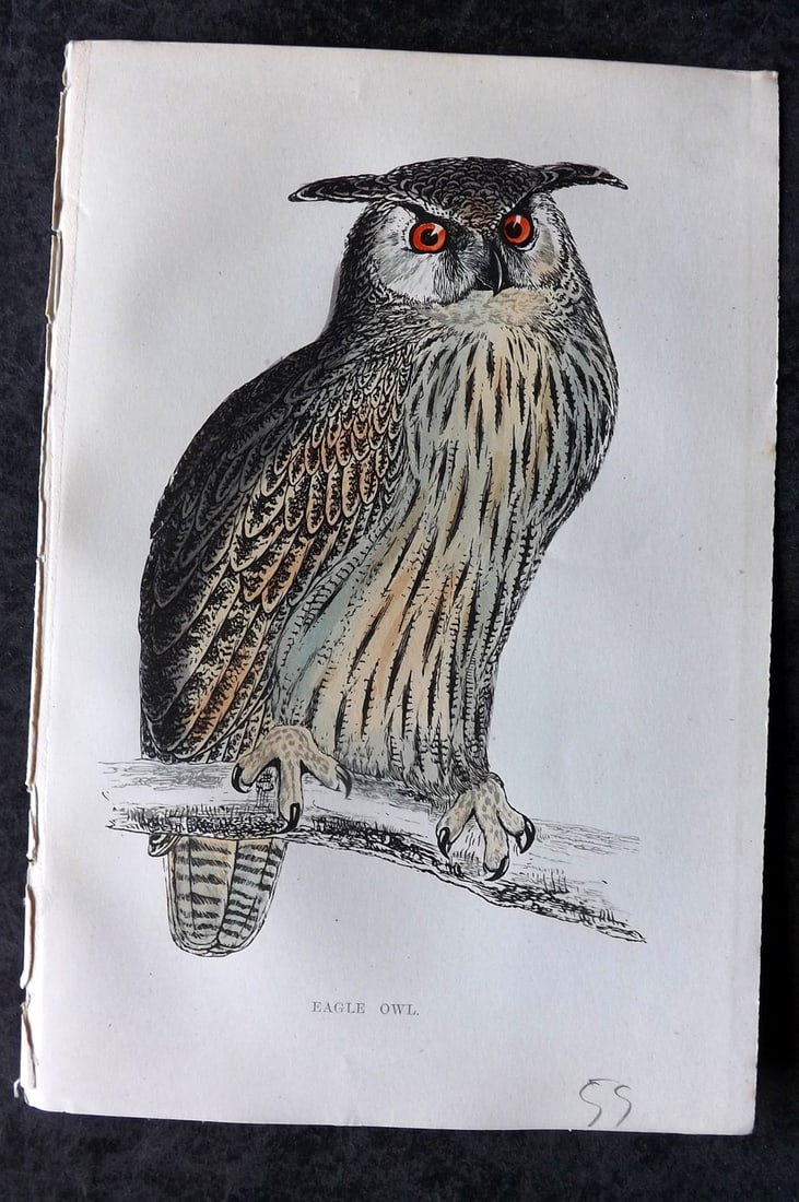 Morris, Francis 1867 Hand Col Bird Print. Eagle Owl (1 of 1)